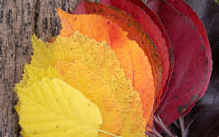 ősz levél címlapfotó színes