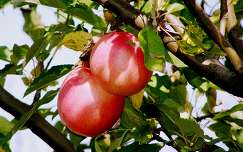 gyümölcs alma