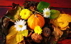 tök csendélet címlapfotó ősz levél dió gyümölcs