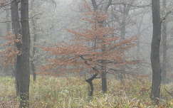 ősz fa címlapfotó köd