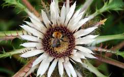 vadvirág méh rovar