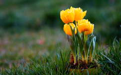 tulipán tavaszi virág címlapfotó