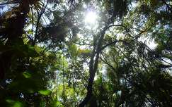 erdő, Florida