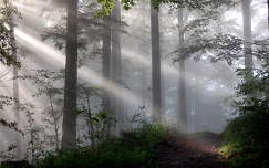 fény út címlapfotó erdő