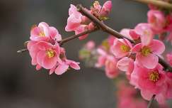 tavasz címlapfotó virágzó fa japánbirs