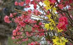 aranyeső tavasz virágzó fa japánbirs