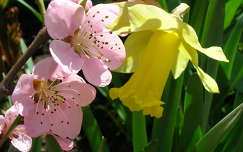 tavaszi virág gyümölcsfavirág nárcisz