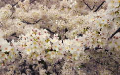 tavasz címlapfotó virágzó fa