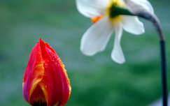 tulipán tavaszi virág nárcisz