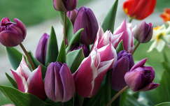 tulipán tavaszi virág címlapfotó virágcsokor és dekoráció