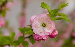 tavaszi rózsaszín virág