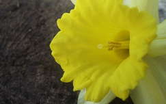 tavaszi virág nárcisz