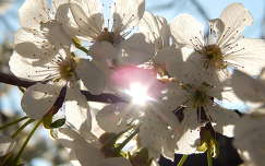 fény gyümölcsfavirág virágzó fa