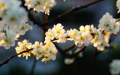 tavasz gyümölcsfavirág címlapfotó virágzó fa