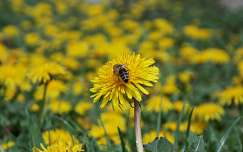 vadvirág pitypang méh rovar