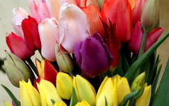 anyák napja tulipán tavaszi virág címlapfotó tavasz virágcsokor és dekoráció