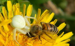 pók címlapfotó méh rovar