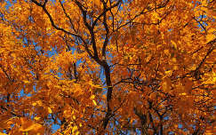 fa, ősz