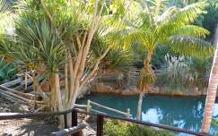 tenerife kerítés spanyolország kanári-szigetek pálma kertek és parkok