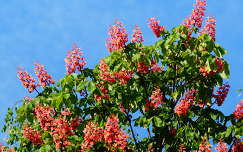 tavasz gesztenyevirág virágzó fa
