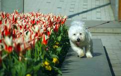 tulipán tavasz tavaszi virág kutya