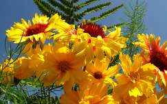 körömvirág kokárdavirág nyári virág virágcsokor és dekoráció nyár