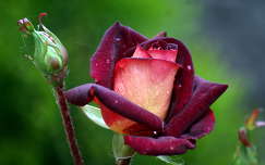 bimbó címlapfotó rózsa nyári virág vízcsepp
