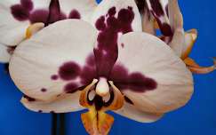 Boci-orchidea