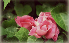 örökzöld borostyán rózsa