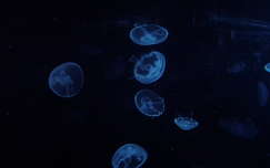 tengeri élőlény medúza