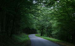 út címlapfotó erdő