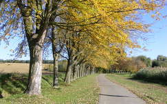 út címlapfotó ősz fa fasor