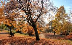 ősz fa kertek és parkok pad