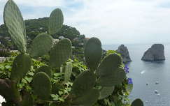 Kaktuszok és szép panoráma Capri szigetén