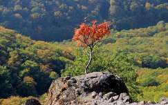 címlapfotó ősz fa kövek és sziklák erdő