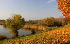ősz fa tó