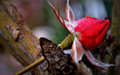 bimbó zúzmara címlapfotó rózsa