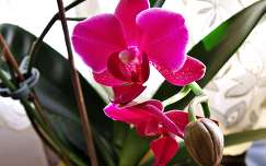 bimbó orchidea trópusi virág