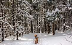 címlapfotó kutya erdő kanada tél prince edward island