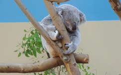 Koala a Budapesti Állatkertben