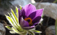 vadvirág tavaszi virág kökörcsin címlapfotó