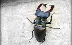 szarvasbogár rovar
