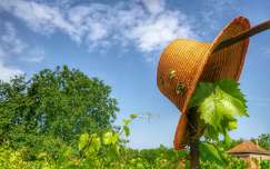 szőlőültetvény címlapfotó nyár
