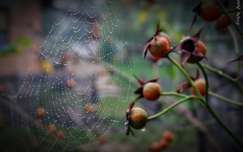 pókháló ősz címlapfotó vízcsepp