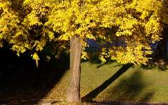 ősz fa árnyék