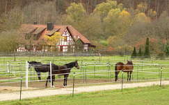 ház kerítés címlapfotó lovak ősz