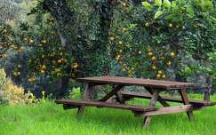 olaszország pad örökzöld fa szicília borostyán narancs gyümölcs