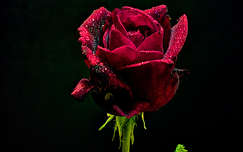 bimbó címlapfotó rózsa valentin vízcsepp