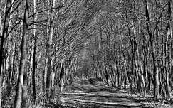 út címlapfotó erdő fekete-fehér