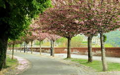út címlapfotó budapest tavasz magyarország virágzó fa fasor